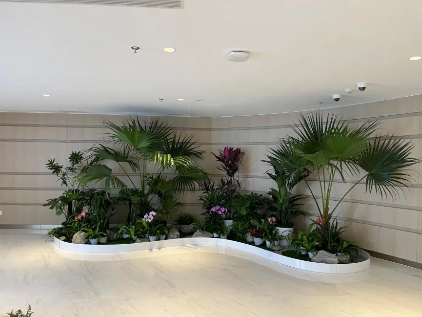 热荐镇海植物租摆方案，满足你的绿植装饰需求